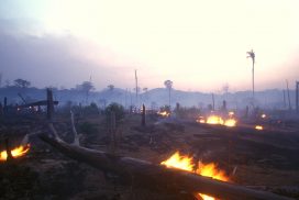 Landschaftsaufnahme von abgebranntem Regenwald, einige Feuer lodern noch im Vordergrund