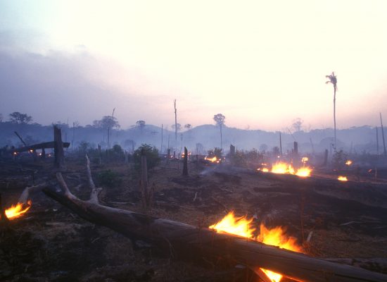 Landschaftsaufnahme von abgebranntem Regenwald, einige Feuer lodern noch im Vordergrund