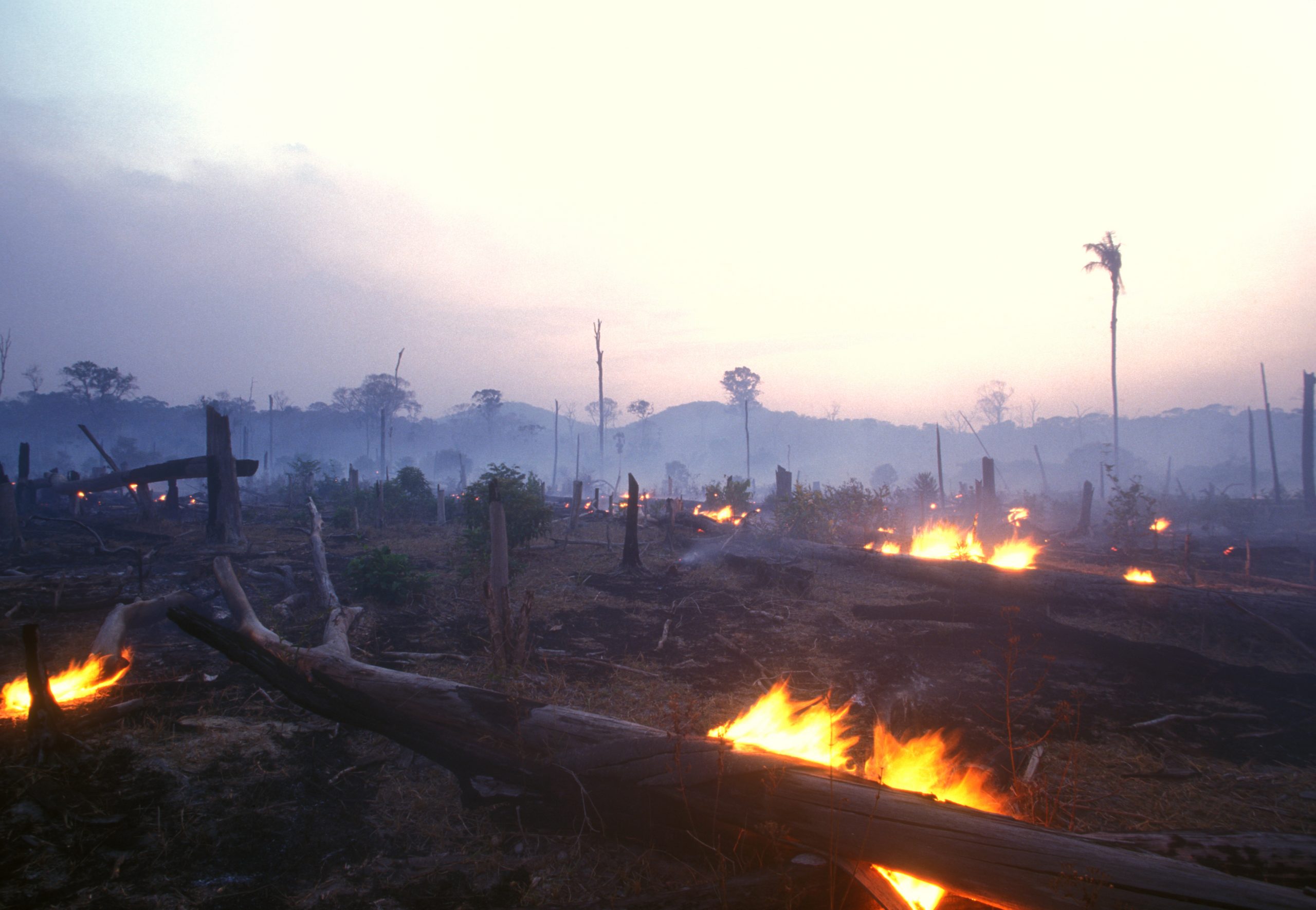 Landschaftsaufnahme von abgebranntem Regenwald einige Feuer lodern noch im Vordergrund