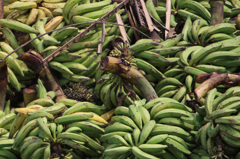 Ein Haufen ungeordneter Bananen und Bananenblätter