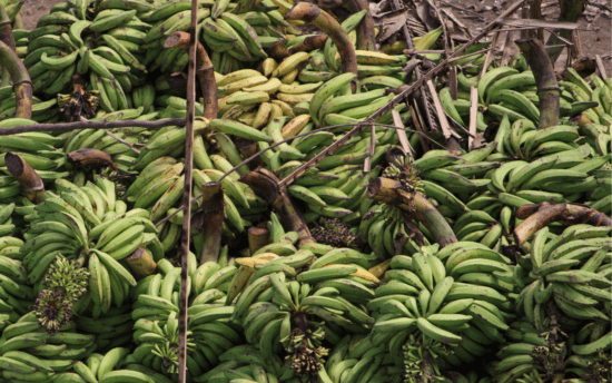 Ein großer Haufen Banenen und Bananenblätter