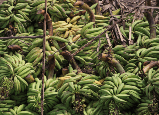 Ein großer Haufen Bananen und Bananenblätter