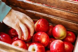 Holzkiste mit roten Äpfeln, Hand greift einen Apfel