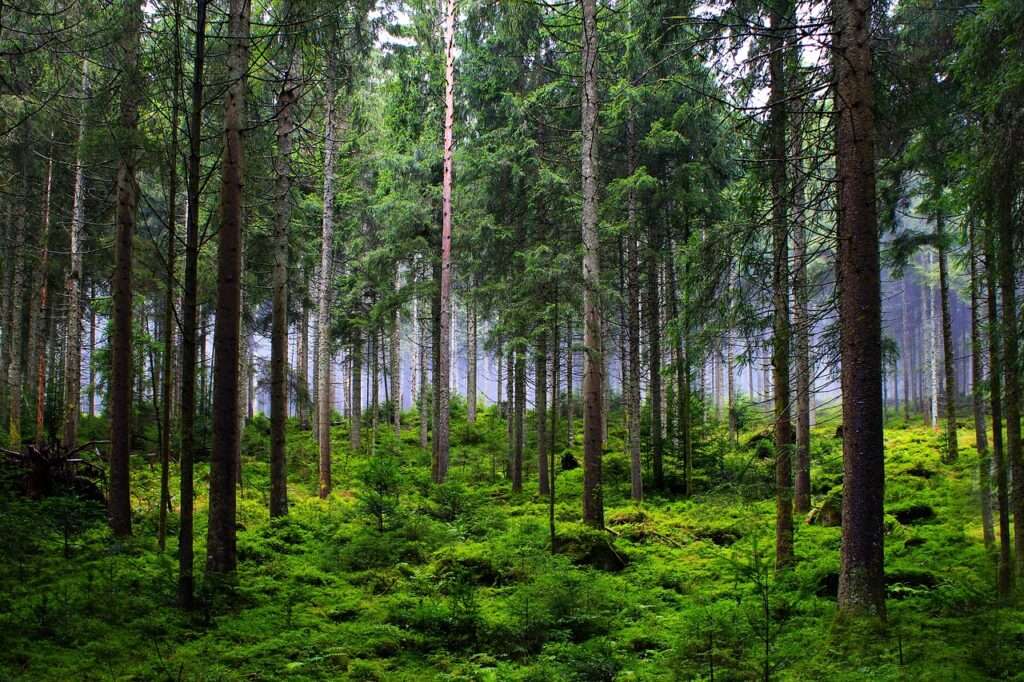 Positionspapier: Die Pläne zur Ausweitung der Holzverbrennung für die Berliner Fernwärme