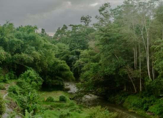 Rainforest and River in Indonesia