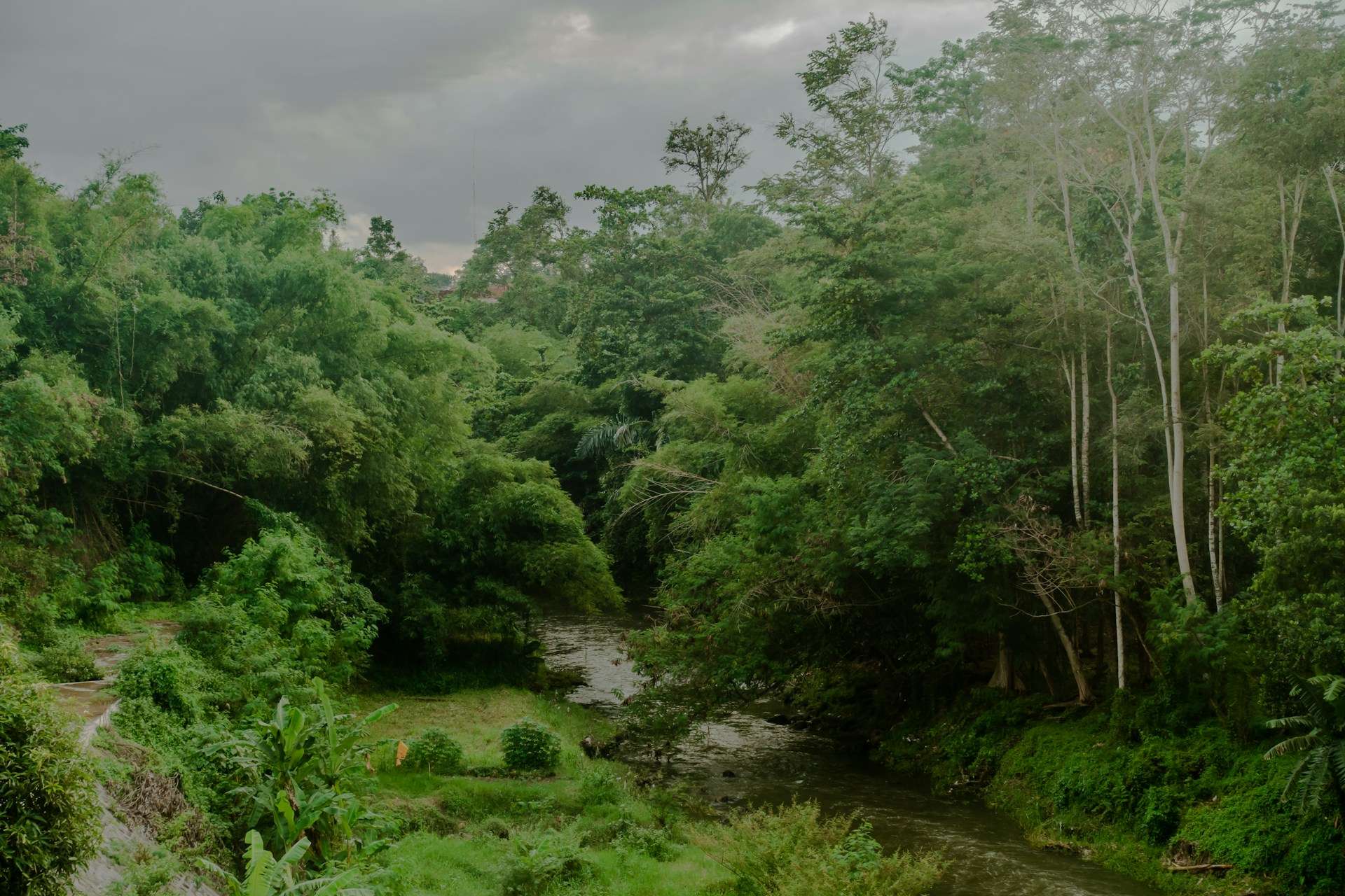 Rainforest and River in Indonesia