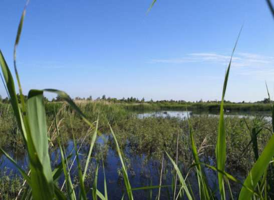 Das Naturschutzgebiet Voslapper Groden