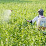 Pestizidgebrauch in Lateinamerika